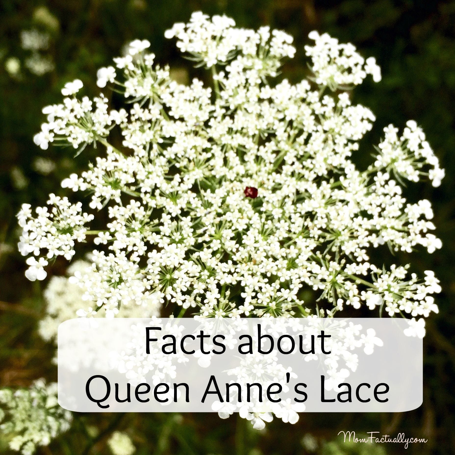 Queen Anne's Lace