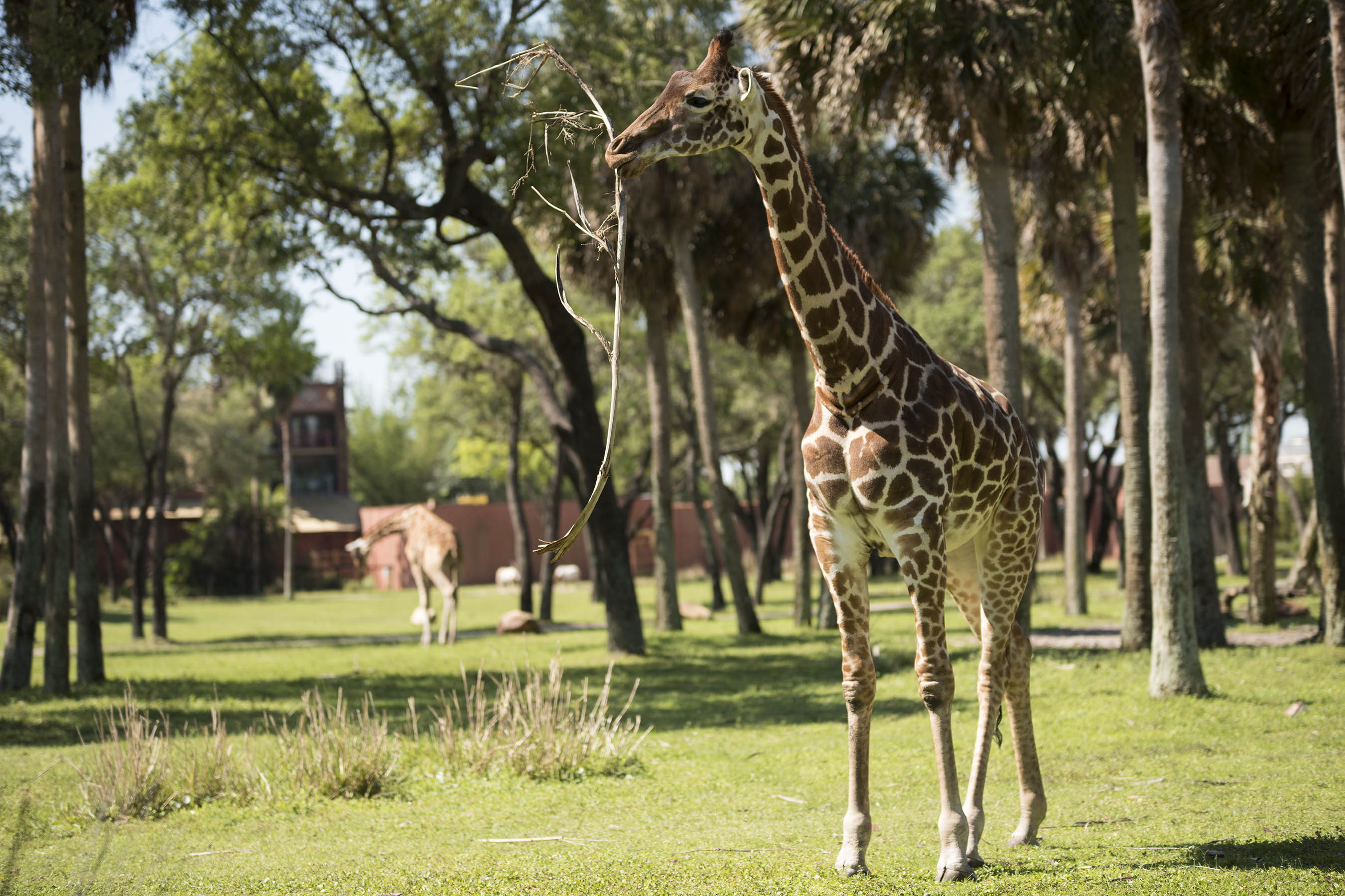 Photo courtesy of Disney, Preston Mack, photographer