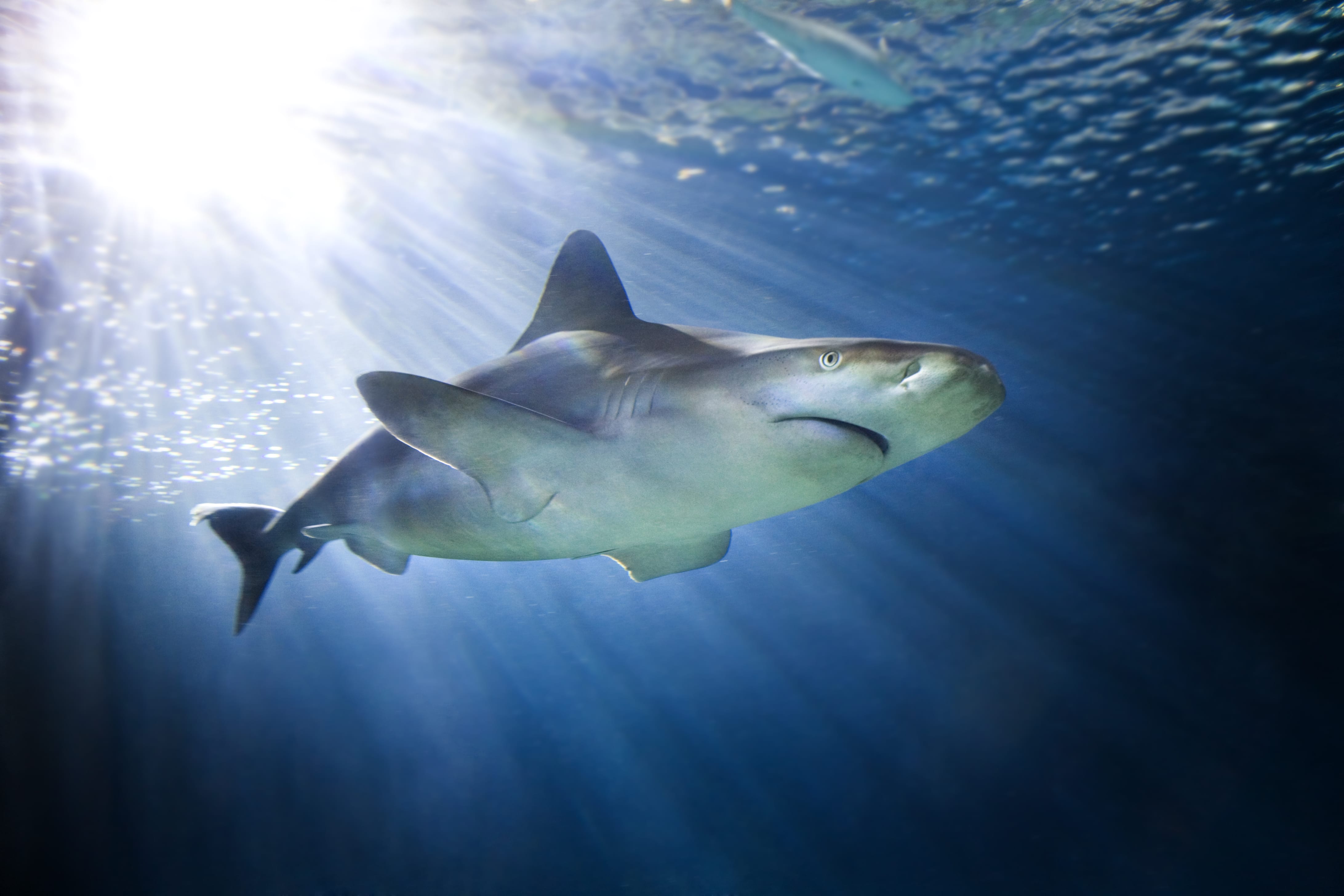 Sandbar Shark