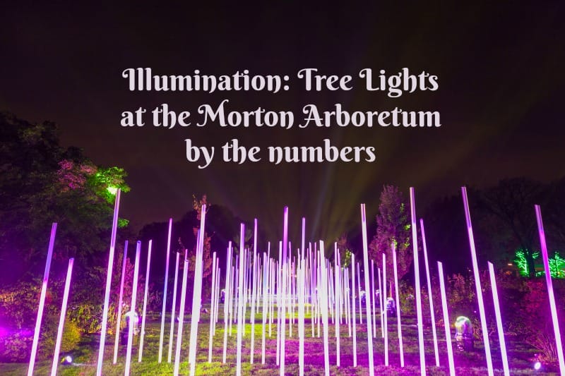 Morton Arboretum Illuminations 2016
