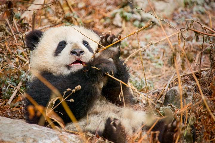 DisneyNature Made in China baby panda