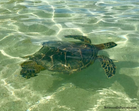 Hawaiian Green Sea Turtle at Paradise Cove near Aulani in Ko olina on Oahu